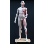 A life size composition medical model with removable anatomical parts for both sexes 173cm.; 68ins