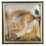 Taxidermy: A cased Red Squirrel 20th century33cm high by 33cm wide by 10cm deep