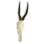 Taxidermy: An Oryx partial skull and horn trophyearly 20th century119cm high, together with a female