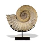 Fossils: An ammoniteMoroccan, Devonianon bronze base56cm high overall