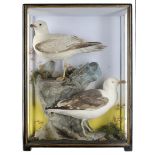 Taxidermy: A case of two Herring gulls in a case by Hutchingsearly 20th century94cm high by 70cm