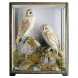 Taxidermy: A cased pair of Barn Owls by Hutchings of Aberystwythearly 20th century62cm high by