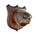 Taxidermy: A large Turtle head on shieldearly 20th century31cm high by 29cm deep