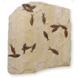 Fossils: A fish plaqueGreen River, Wyoming, Eocenecontaning Knightia spp.70cm high by 59cm wide