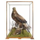 Taxidermy: A Golden EagleScottish, early 20th centuryin later case87cm high by 64cm wide by 48cm