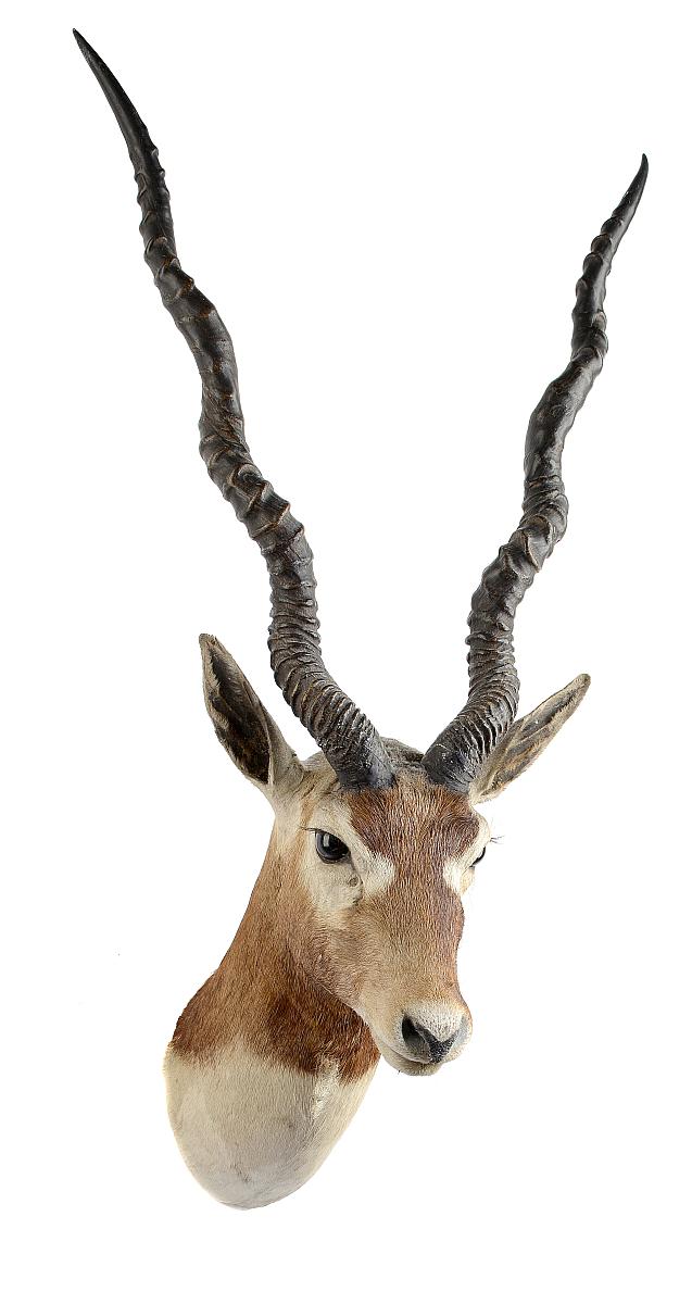 Taxidermy: An Indian black Buck trophy by Rowland Wardearly 20th century84cm high by 40cm deep