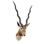 Taxidermy: An Indian black Buck trophy by Rowland Wardearly 20th century84cm high by 40cm deep