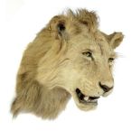 Taxidermy: A mounted African Lion head by Rowland Wardthe back dated 192161cm high by 58cm deep