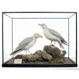 Taxidermy: A family of Herring Gulls in an all-glass casemid 20th century63cm high by 85cm wide by