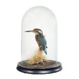 Taxidermy: A Kingfisher mounted in a glass domeearly 20th centuryoverall 29cm high