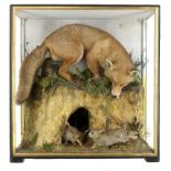 Taxidermy: A cased Fox by Hutchingsearly 20th century84cm high by 82cm wide by 35cm deepThe family