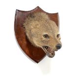 Taxidermy: A Jackal mask on shield stamped Van Ingen, Mysore1930s with characteristic pencilled