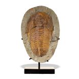 Fossils: A TrilobiteMorrocan, Cambrianon bronze base36cm high overall