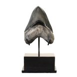 Fossils: A Megalodon toothEocene, U.S.A.on bronze base19cm