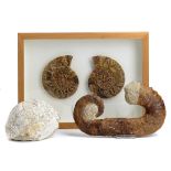 Fossils: A collection of fossils including a Heteromorph ammonite, a fossil tortoise, South