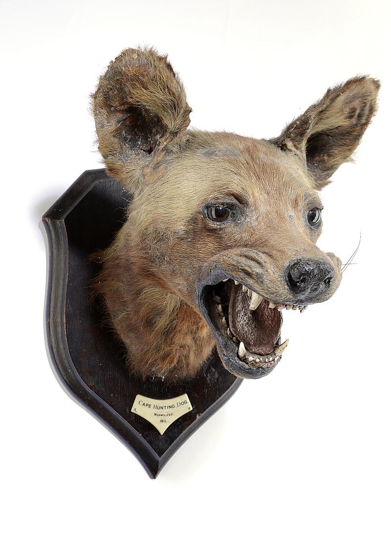 Taxidermy: An African wild Dog on shield by Rowland Wardwith ivorine plaque inscribed Cape Hunting