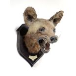 Taxidermy: An African wild Dog on shield by Rowland Wardwith ivorine plaque inscribed Cape Hunting