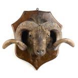 Taxidermy: A Ram's head on shieldearly 20th century53cm high by 55cm deep