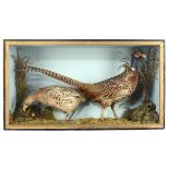 Taxidermy: A cased brace of Pheasantsearly 20th century46cm high by 84cm wide by 23cm deep
