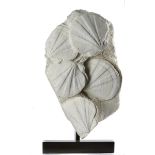 Fossils: A Pecten plaqueFrance, Miocenemounted on bronze base53cm high overall