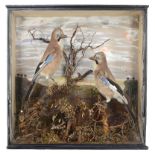 Taxidermy: A cased pair of Jaysearly 20th century55cm high by 55cm wide by 15cm deep