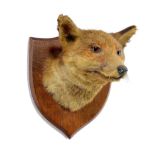 Taxidermy: A Fox mask on oak shieldcirca 193030cm high by 28cm deep