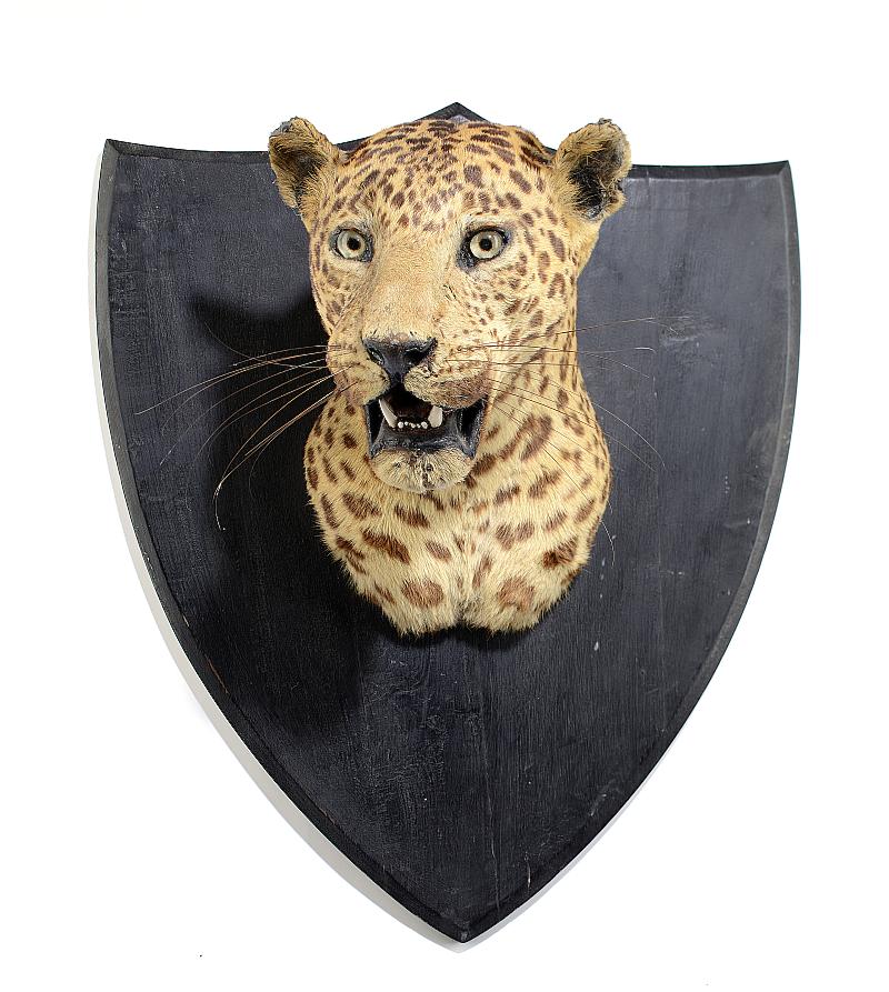 Taxidermy: A Leopard head on shield by Van Ingenearly 20th century70cm high by 40cm deep