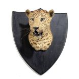 Taxidermy: A Leopard head on shield by Van Ingenearly 20th century70cm high by 40cm deep