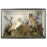 Taxidermy: A cased Barn Owl and Short Eared Owl by Gunnearly 20th century51cm high by 76cm wide by