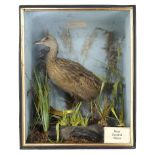 Taxidermy: A cased Wekaearly 20th century53cm high by 43cm wide by 22cm deep