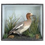 Taxidermy: A cased Widgeon probably Saunders of Great Yarmouthlate 19th century38cm high by 43cm