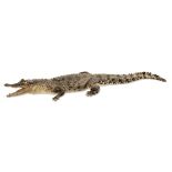 Taxidermy: A full mount Crocodileearly 20th century75cm long