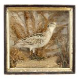 Taxidermy: A cased Snipeearly 20th century23cm square by 10cm deep