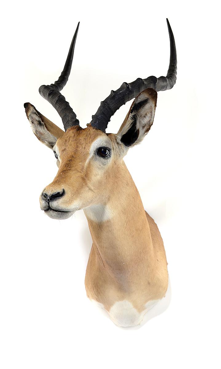 Taxidermy: A Lechwe shoulder mountearly 20th century96cm high by 64cm deep