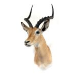 Taxidermy: A Lechwe shoulder mountearly 20th century96cm high by 64cm deep