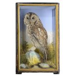 Taxidermy: A cased Tawny Owl by Hutchingsearly 20th century49cm high by 30cm wide by 18cm deep