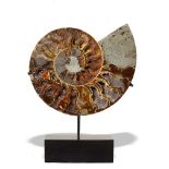 Fossils: A pair of cut and polished Cleoniceras ammonitesMadagascanon bronze bases24cm