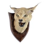 Taxidermy: A rare Caracal head mounted on a shield by Peter Spicerearly 20th century26cm high by