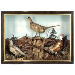 Taxidermy: A case of unusual Pheasantsearly 20th century76cm high by 105cm wide by 24cm deep