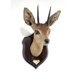 Taxidermy: A Steenbok trophy on a shield by Rowland Wardwith ivorine plaque detailed Steinbok,