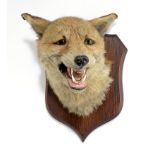 Taxidermy: A Fox mask on shield by Peter Spicer193031cm high