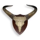 Taxidermy: A Banteng (Bos javanicus) trophy on shieldearly 20th century87cm high by 93cm wide