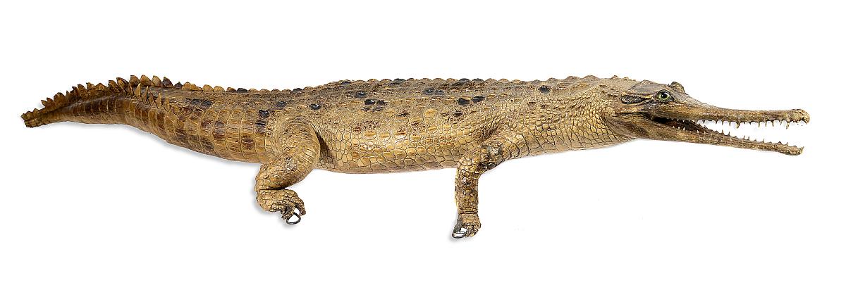 Taxidermy: A full mount Gharialearly 20th century146cm long