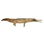 Taxidermy: A full mount Gharialearly 20th century146cm long