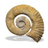 Fossils: A Heteromorph ammoniteMorocco, Jurassic54cm high