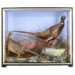 Taxidermy: A cased brace of Pheasants by Hutchingsearly 20th century70cm high by 83cm wide by 19cm