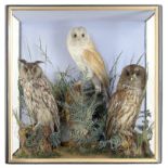 Taxidermy: A case containing Barn Owl, Tawny Owl and Short-eared Owlearly 20th century56cm high by