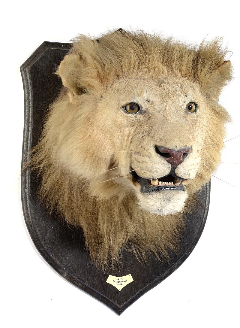 Taxidermy: An impressive Lion shield mount trophy by Rowland Wardwith ivorine plaqueinscribed