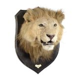 Taxidermy: An impressive Lion shield mount trophy by Rowland Wardwith ivorine plaqueinscribed