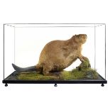 Taxidermy: An unusual Beaver in all-glass casemid 20th century61cm high by 101cm wide by 44cm wide